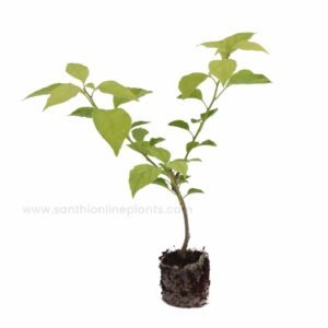 Bougainvillae Violet plant