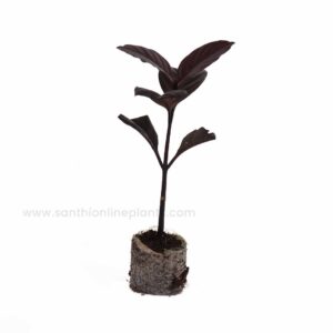 Eranthemum Nigrum,Black Magic Plant