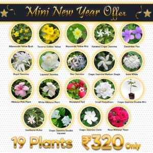 santhi online plants mini new year offer