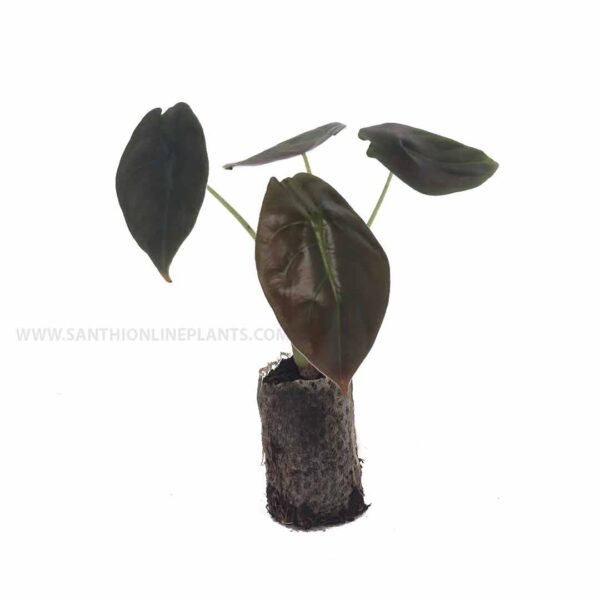 Alocasia'cuprea'plant