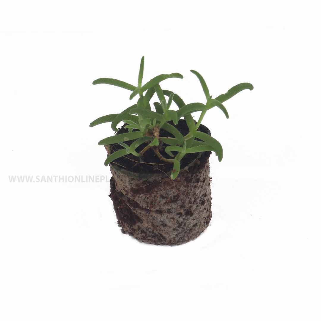 Ice Plant 'Delosperma' - Santhi Online Plants Nursery