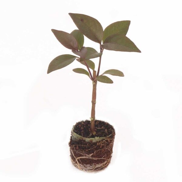 Pseuderanthemum croton plant