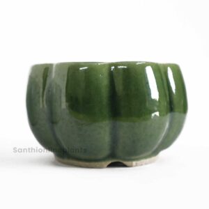 Pumpkin Bonsai Green (small)