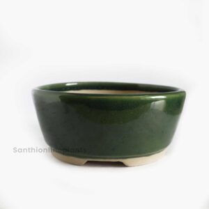 Round Bonsai Green (Medium)
