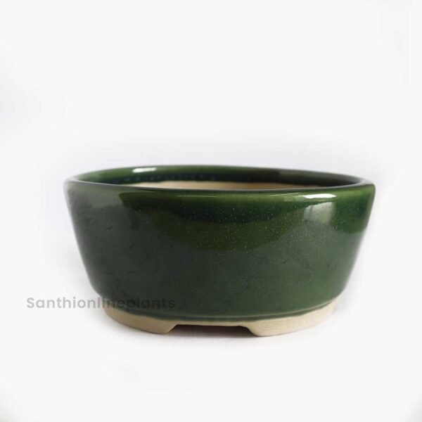 Round Bonsai Green (Medium)