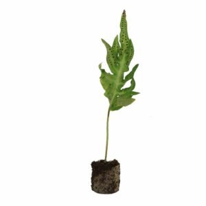 Monarch Fern