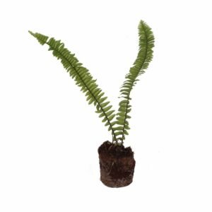 Sword Fern