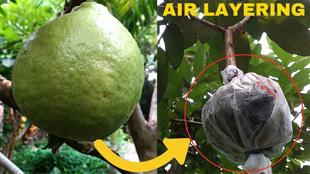 guava air layering