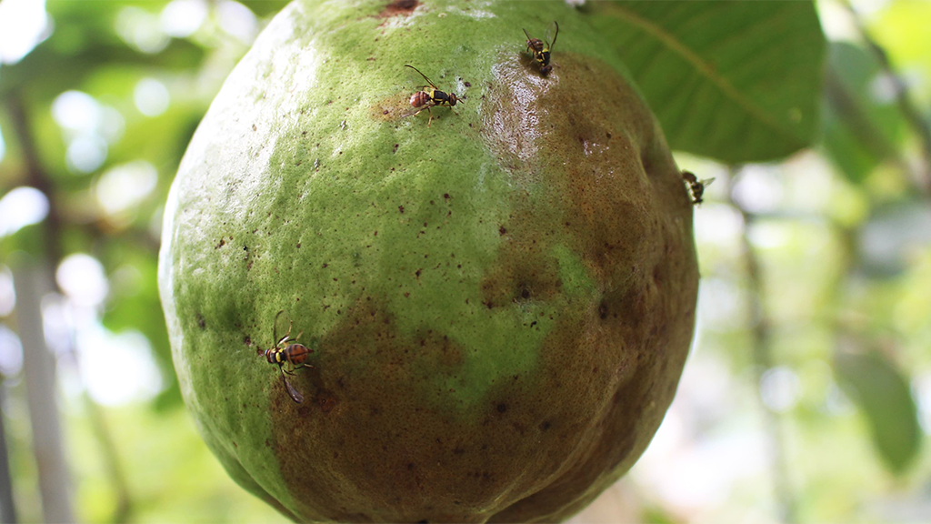 fruit fly in guava