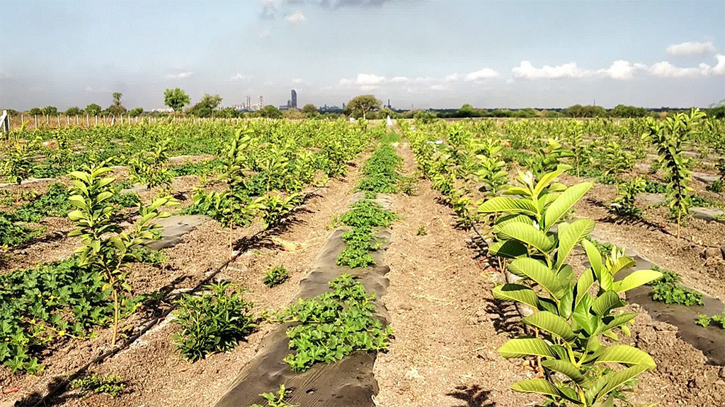 guava intercrop