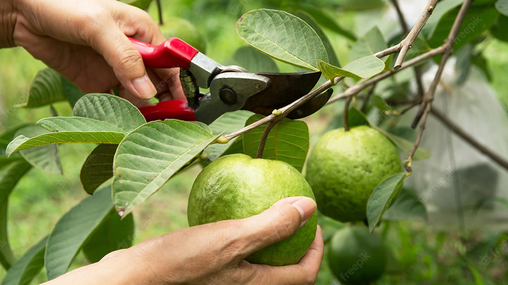 pruning in guava