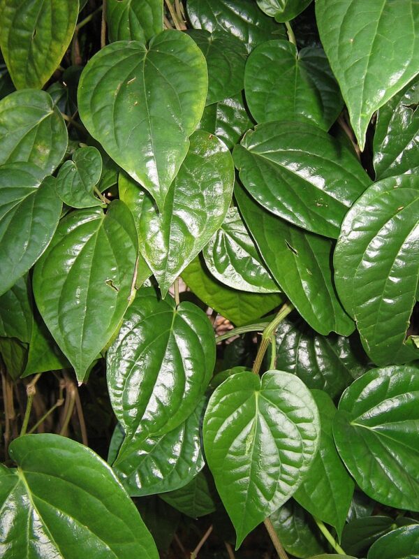 Piper Betle Leaves Plant(Vetrilai)