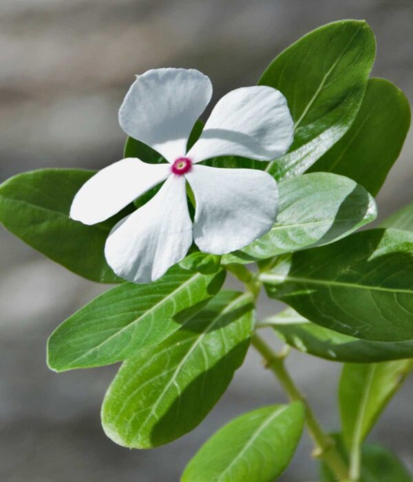 Madagascar Periwinkle White