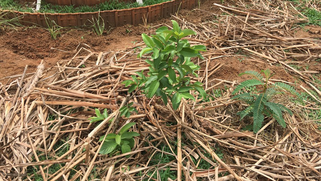 guava mulching