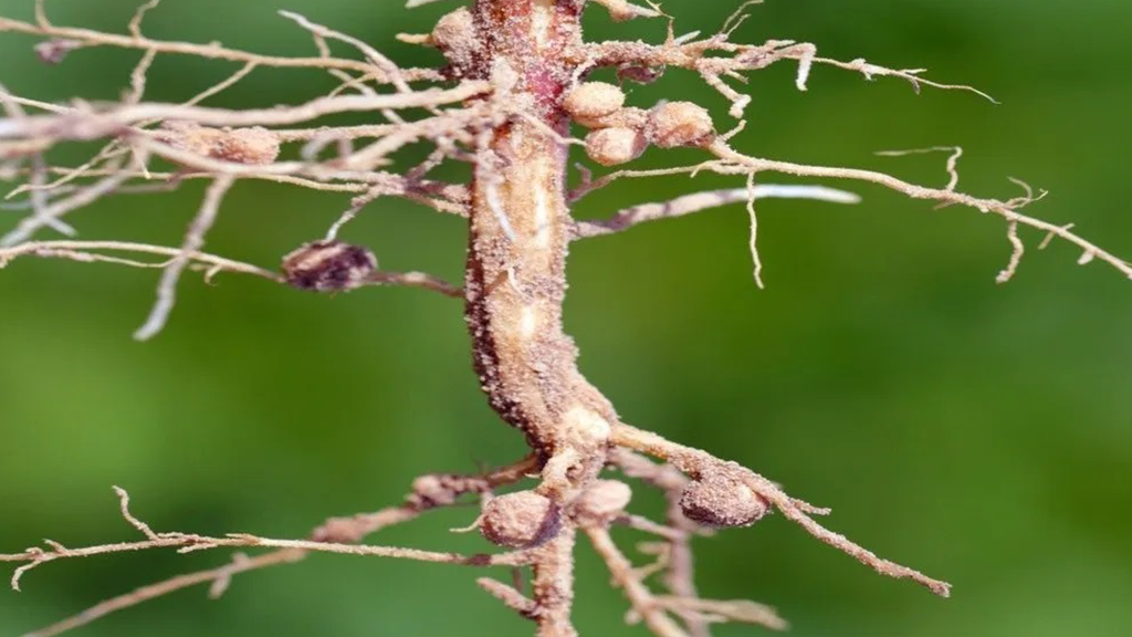 root knot in guava