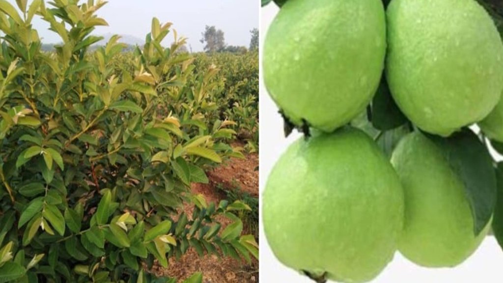 taiwan guava