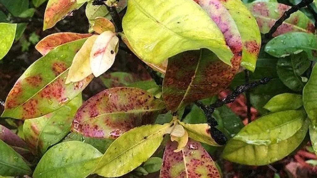 ixora nutrient deficiency