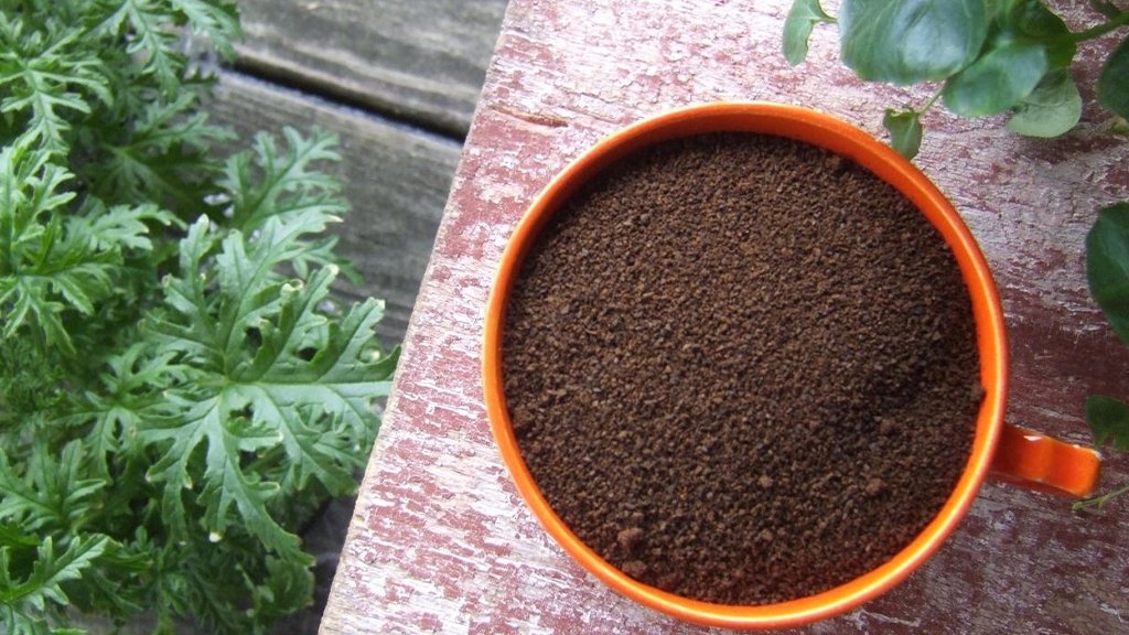 ixora  homemade fertilizer