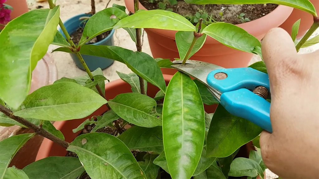 ixora pruning