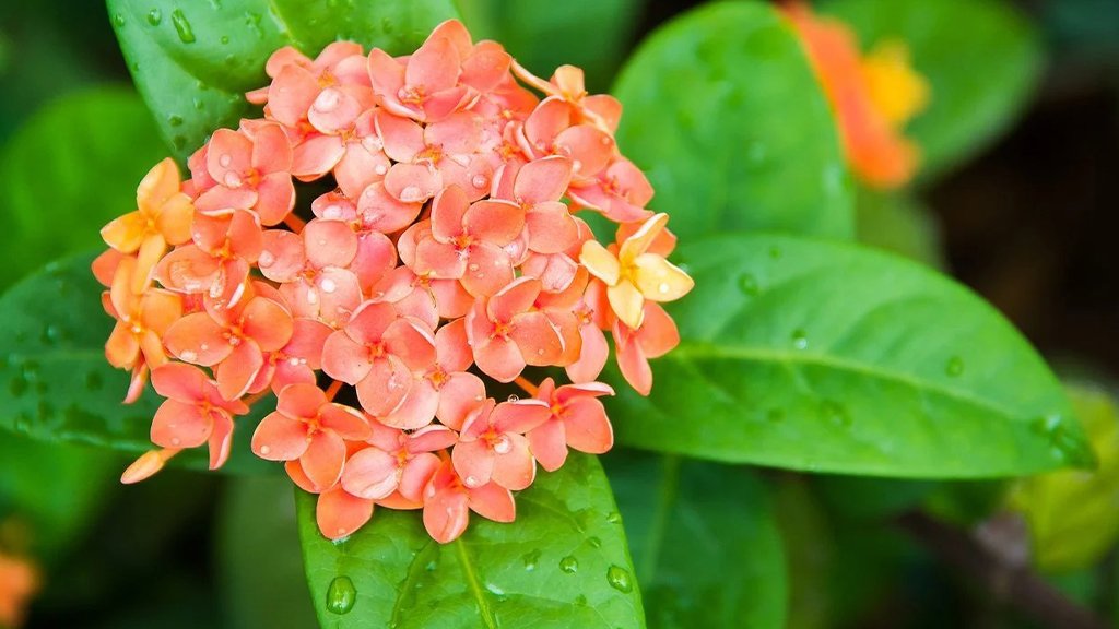 watering in ixora