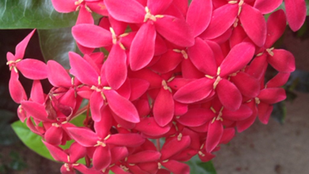 ixora singaporensis