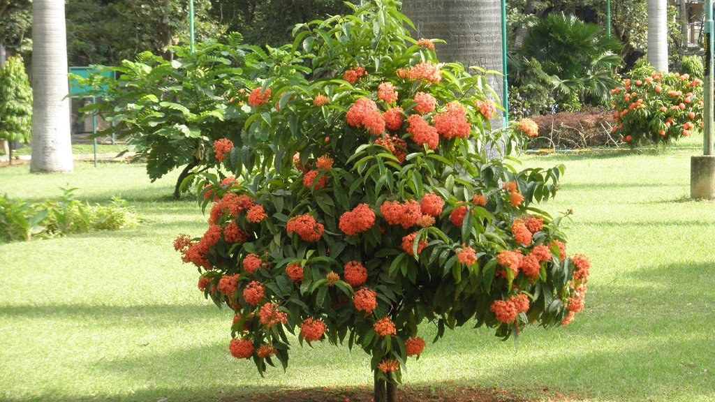 ixora tree