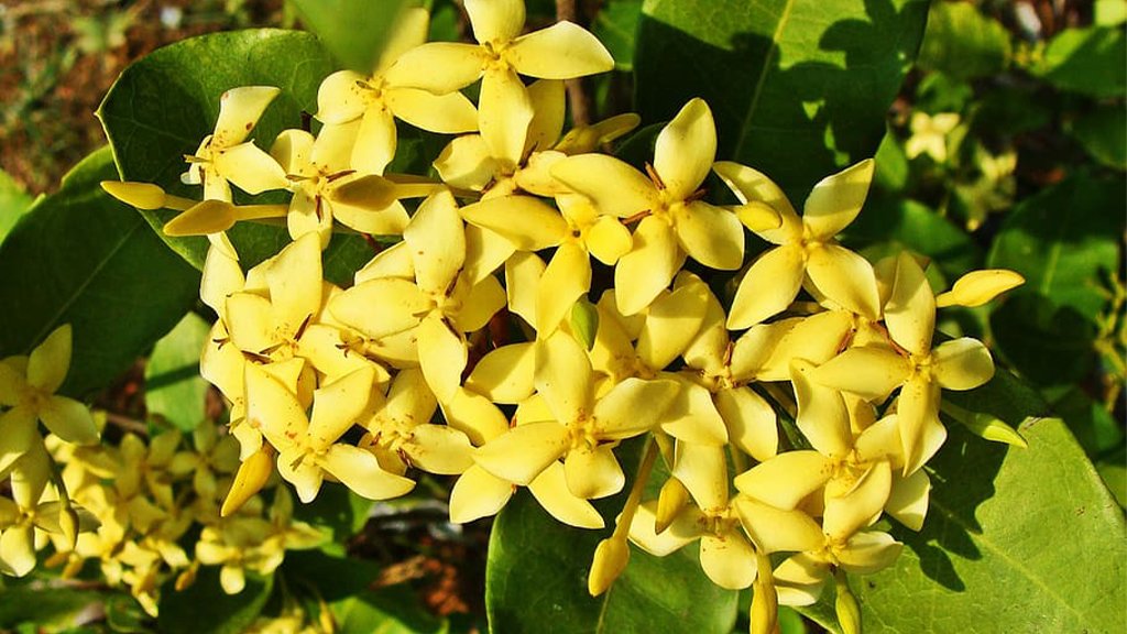 ixora flower