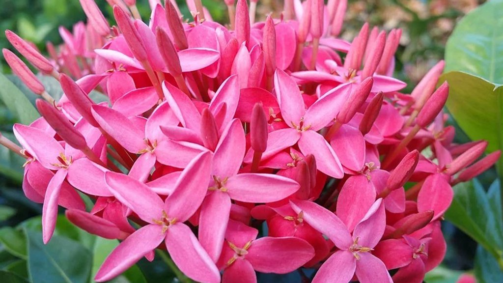 Ixora