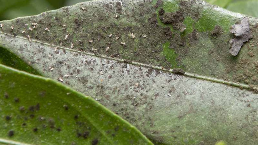 ixora sooty mould