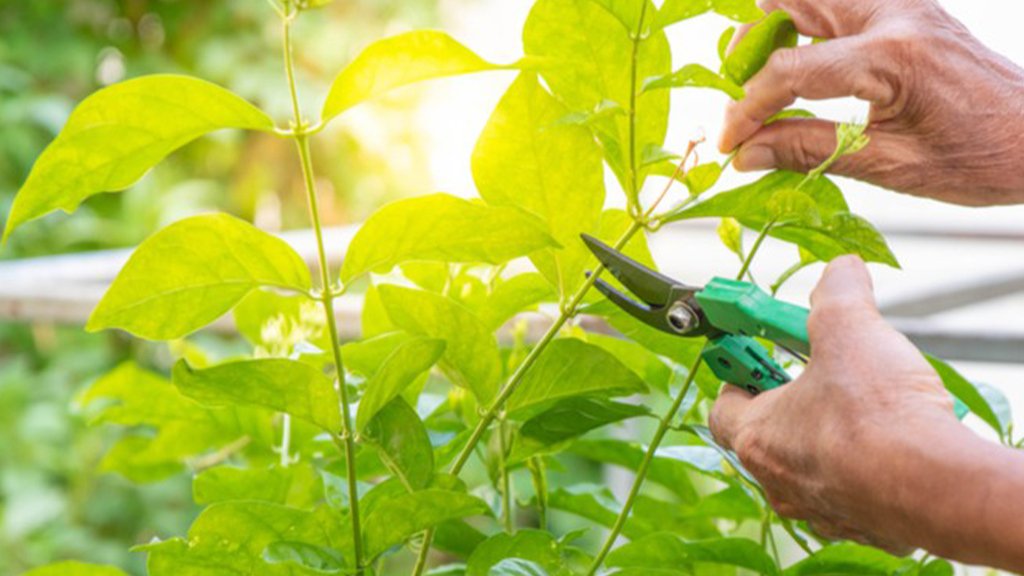 pruning