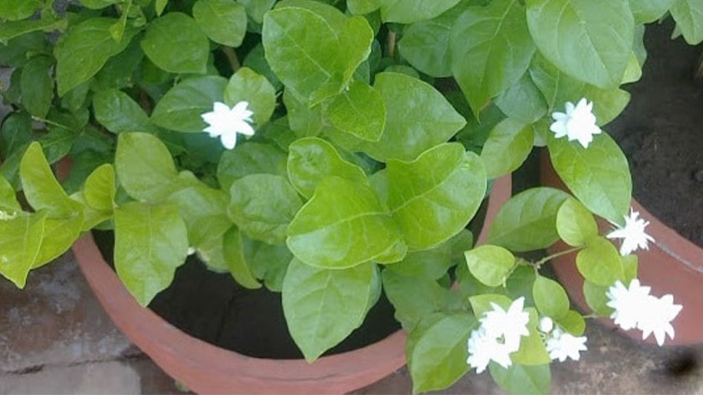 arabian jasmine growth