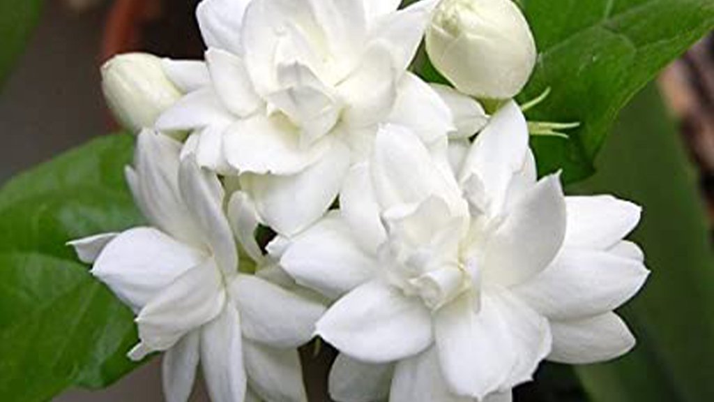 jasminum sambac