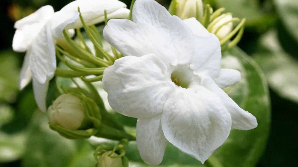 Arabian jasmine flower