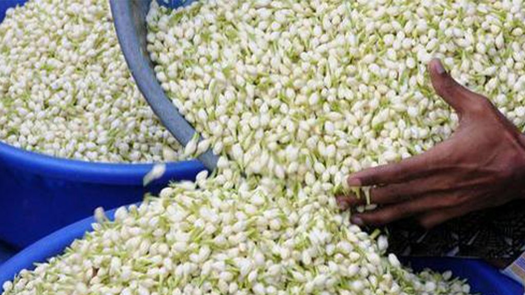 Arabian jasmine yield