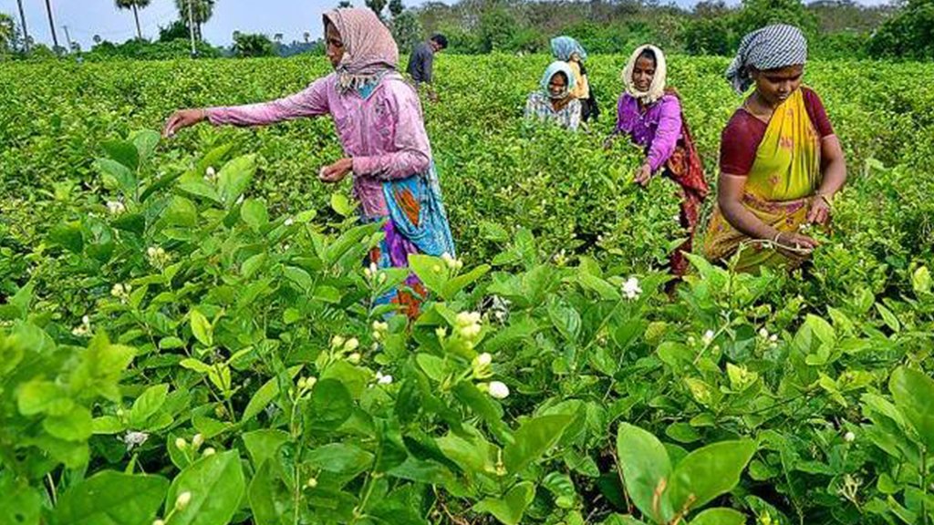 harvest of jasmine flower