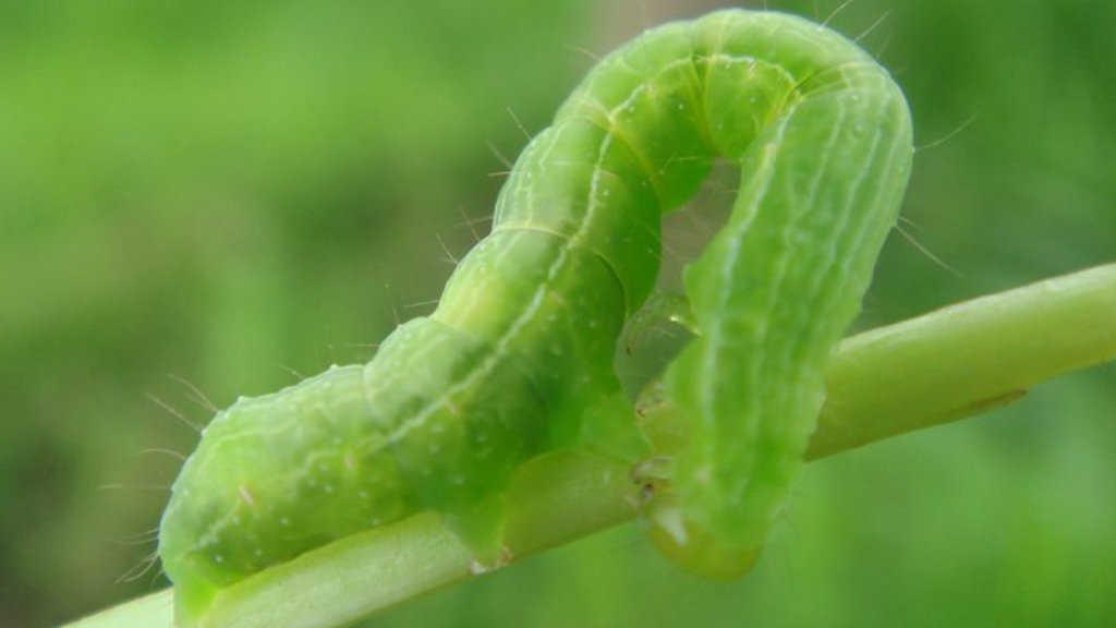 bud worms