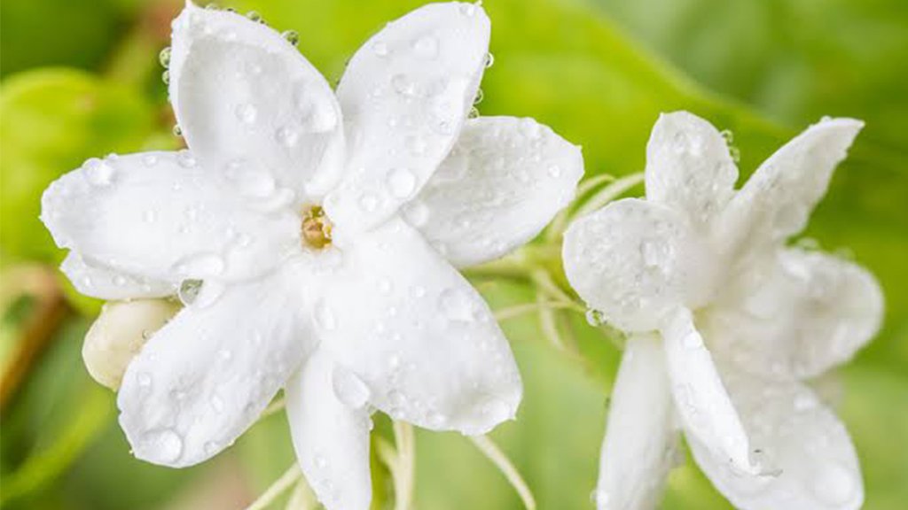 watering for arabian jasmine