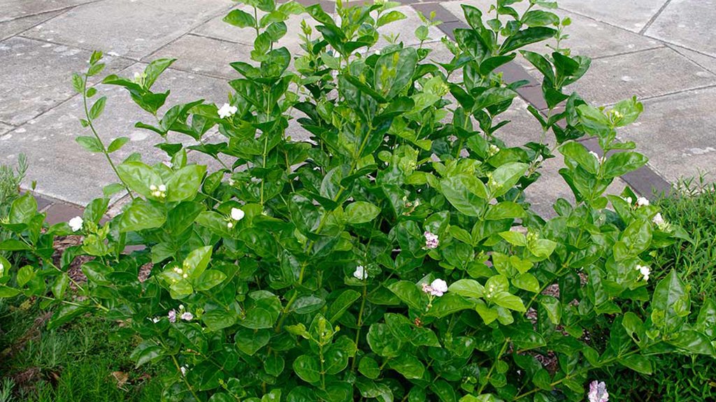 Arabian jasmine flower plant