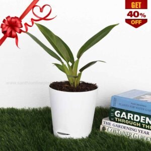 Philodendron Wendlandii (Pot plant)