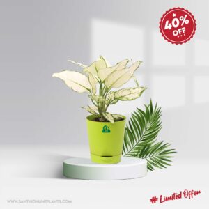 Aglaonema Super White (Pot Plant)