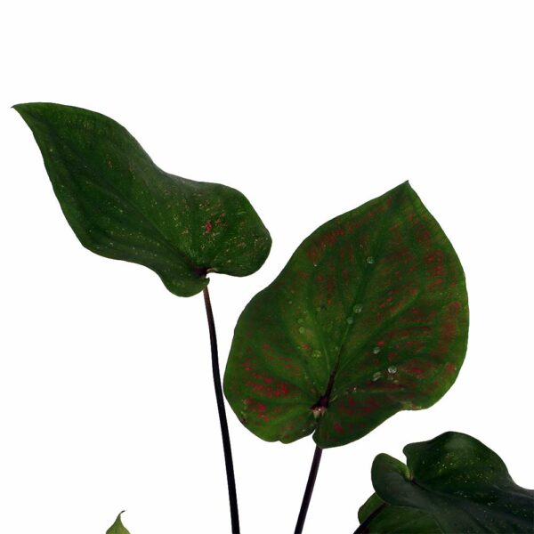 Caladium'Euphoria' (Pot Plant)