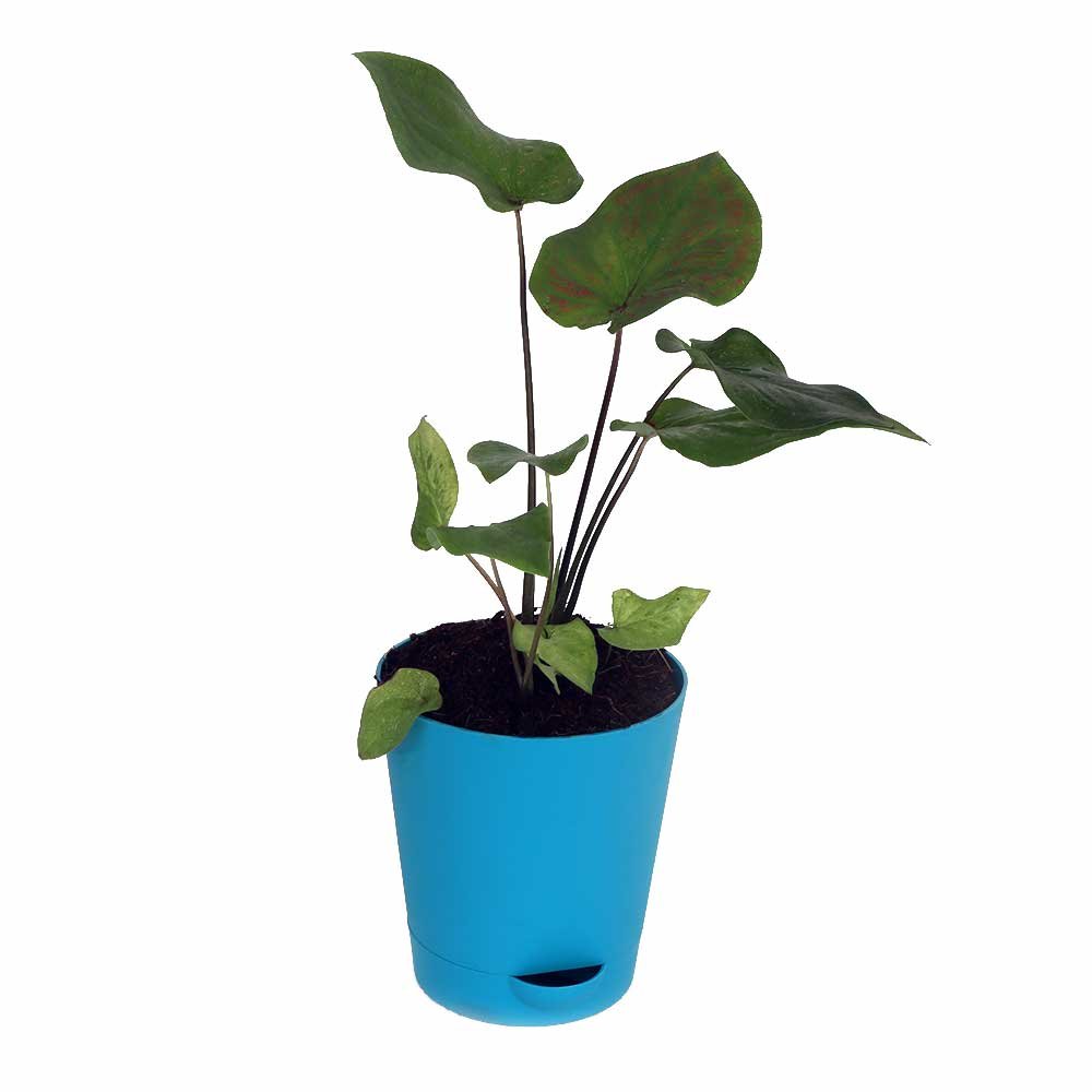 Caladium Euphoria Santhi Online Plants Nursery caladium-euphoria-santhi-online-plants-nursery