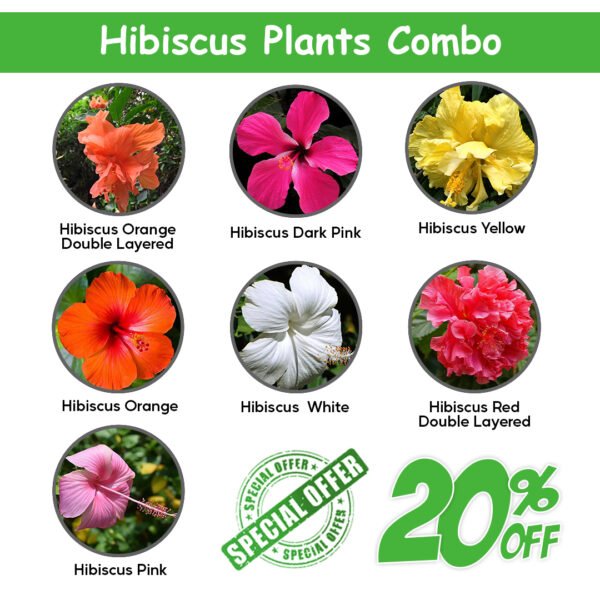 Hibiscus Flower Combo