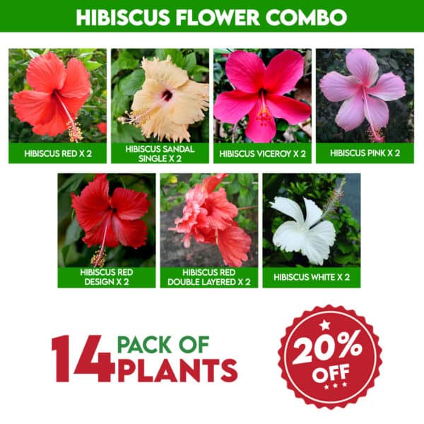 Hibiscus Flower Combo