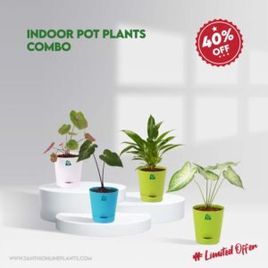 Indoor Plants Combo