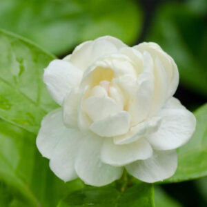 Layered jasmine(Adukku Malli) plant