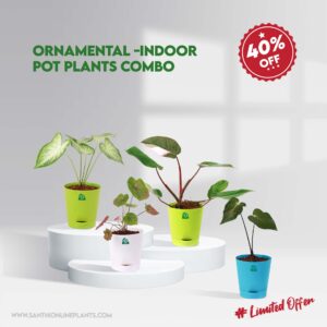 Ornamental -Indoor Pot Plants Combo