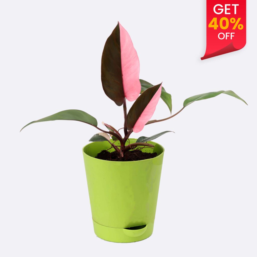 Philodendron Pink Princess Pot Plant Santhi Online Plants Nursery philodendron-pink-princess-pot-plant-santhi-online-plants-nursery