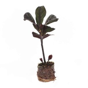 Pseuderanthemum (Purple)