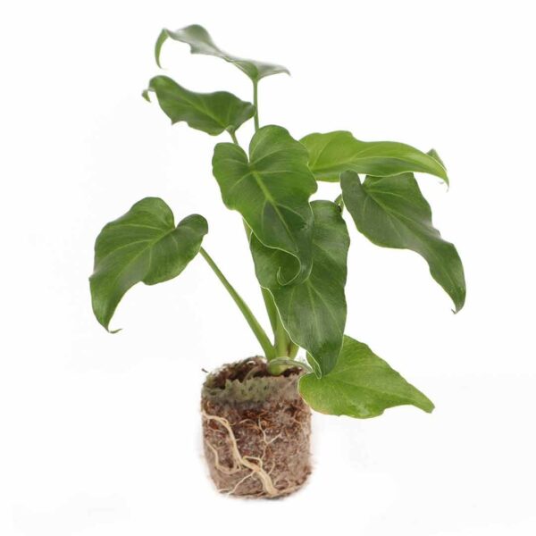 Philodendron Rugosum ''Aberrant Form''